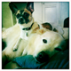 Illustration for article titled Look At These Game Developers Do Normal People Things Like Cuddle Their Pets